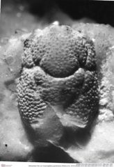 Historisches Foto von Cracensigillatus gracilirostrus (Robins et al., 2013) (NHMW-AFW-GEO-BACHMAYER-FOTO-1990-0041-3501)